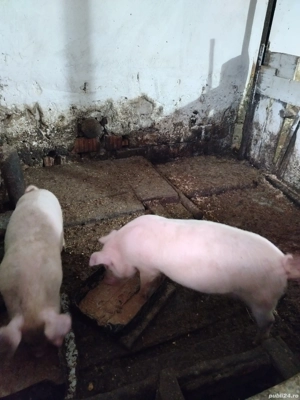 Vând șoldani - imagine 2 Vând șoldani - imagine 2