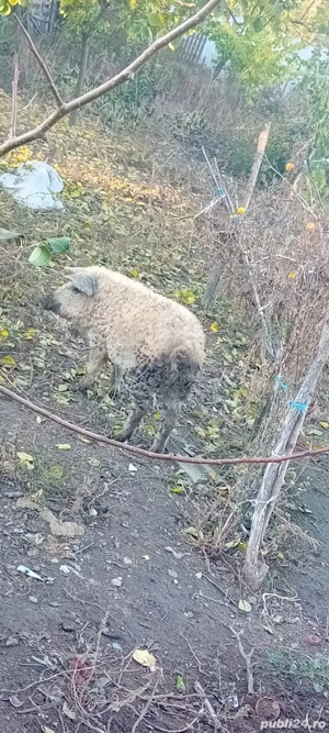 vand purcea mangalița 