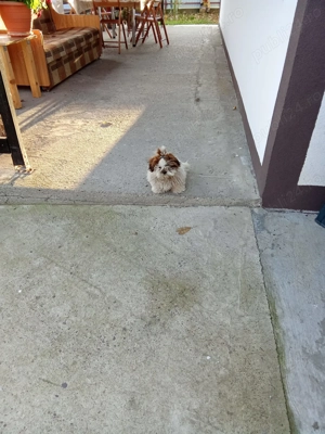 Vând cățel rasa Shih.Tzu
