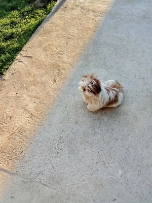 Vând cățel rasa Shih.Tzu - imagine 3 Vând cățel rasa Shih.Tzu - imagine 3