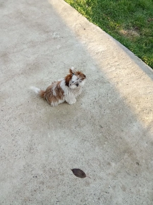 Vând cățel rasa Shih.Tzu - imagine 2 Vând cățel rasa Shih.Tzu - imagine 2
