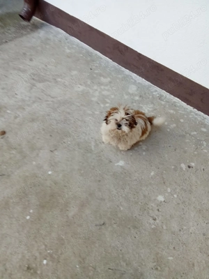 Vând cățel rasa Shih.Tzu - imagine 4 Vând cățel rasa Shih.Tzu - imagine 4