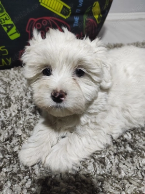 Femela bichon  de vânzare - imagine 2