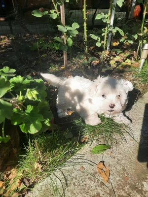 Femela bichon  de vânzare - imagine 3