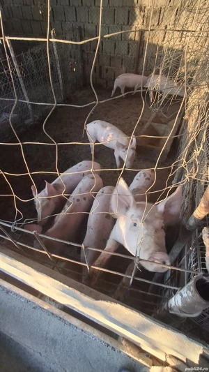 Proci de Vânzare. Rasa marele alb. - imagine 4 Proci de Vânzare. Rasa marele alb. - imagine 4