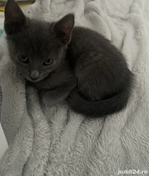 Pisicuță Albastru de Rusia