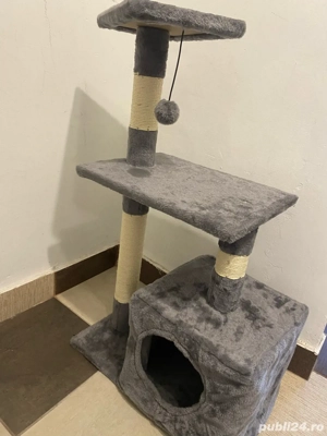 Pisicuță Albastru de Rusia (RUS a), femelă   2 luni - imagine 2