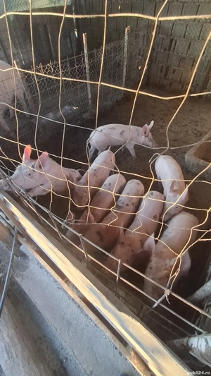 Proci de Vânzare. Rasa marele alb. - imagine 2 Proci de Vânzare. Rasa marele alb. - imagine 2