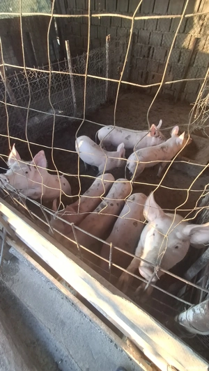 Proci de Vânzare. Rasa marele alb. - imagine 3 Proci de Vânzare. Rasa marele alb. - imagine 3