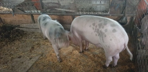 Vând porci - imagine 3