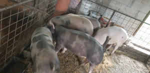 Vând porci - imagine 2