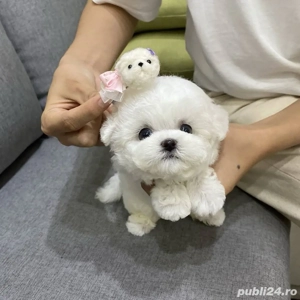 Bichon maltez mini toy - imagine 5 Bichon maltez mini toy - imagine 5