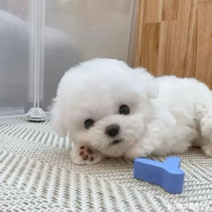 Bichon maltez mini toy - imagine 4 Bichon maltez mini toy - imagine 4