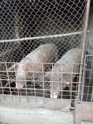 Vând porci pentru Crăciun și purcei 
