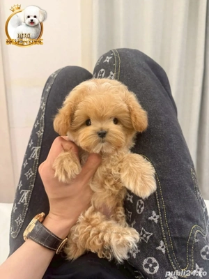 Maltipoo mini toy  pudel toy poodle roscat  - imagine 3