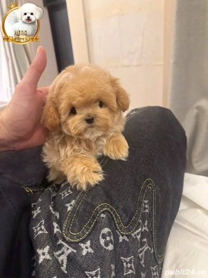 Maltipoo mini toy  pudel toy poodle roscat  - imagine 2