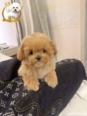 Maltipoo mini toy  pudel toy poodle roscat