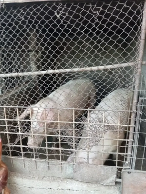 Vând porci pentru Crăciun și purcei  - imagine 2