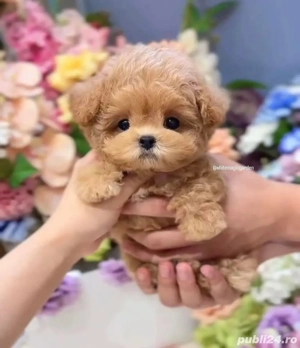 Poodle  pudel roscat aprocot Toy  - imagine 4