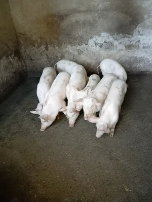 Vând porci pentru Crăciun și purcei  - imagine 6