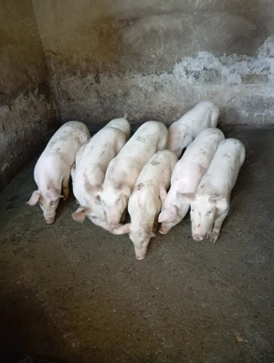 Vând porci pentru Crăciun și purcei  - imagine 5