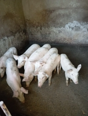 Vând porci pentru Crăciun și purcei  - imagine 3