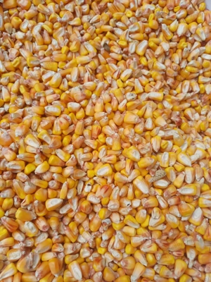 Vând porumb boabe producție 2025 