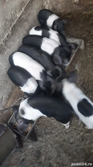 Matcă de Porci BAZNA - imagine 3