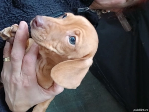 catel rasa tekel - imagine 2 catel rasa tekel - imagine 2