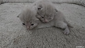 Pisici british shorthaire și scotish fold  - imagine 3