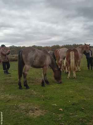 vând 2 cârlani si un mânz de 6 luni 