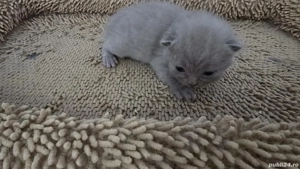 Pisici british shorthaire și scotish fold  - imagine 2