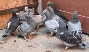 Pui porumbei voiajori, neieșiti afara