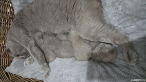 Pisici british shorthaire și scotish fold