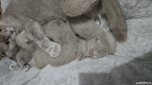 Pisici british shorthaire și scotish fold  - imagine 5