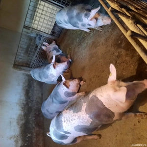 porci de vanzare - imagine 2