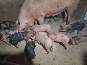 Purcei de vânzare - imagine 5