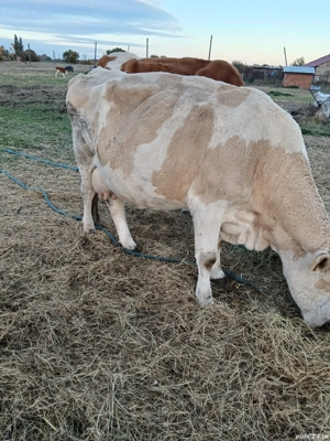 Vaci cu lapte Banloc, jud. Timis - imagine 2