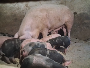 Purcei de vânzare - imagine 3