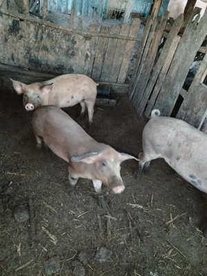 Porci de vânzare  - imagine 2 Porci de vânzare  - imagine 2
