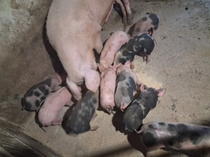 Purcei de vânzare - imagine 4