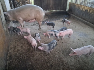 Purcei de vânzare - imagine 2