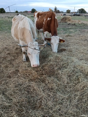 Vaci cu lapte Banloc, jud. Timis - imagine 3