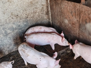 Vând 3 mascuri,rasa Pic - imagine 3