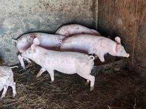 Vând 3 mascuri,rasa Pic - imagine 2