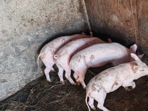 Vând 3 mascuri,rasa Pic