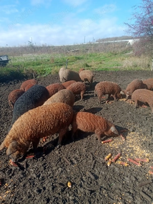 Vand porci mangalita 