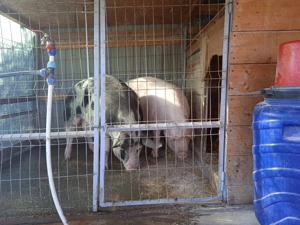 Vand porc Didesti,Satu Nou - imagine 2