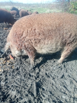 Vand porci mangalita  - imagine 2 Vand porci mangalita  - imagine 2