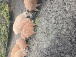 Vand porci mangalita  - imagine 3 Vand porci mangalita  - imagine 3